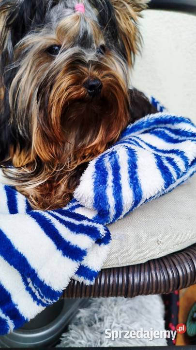Yorkshire terrier piesek 2 Olkusz sprzedam