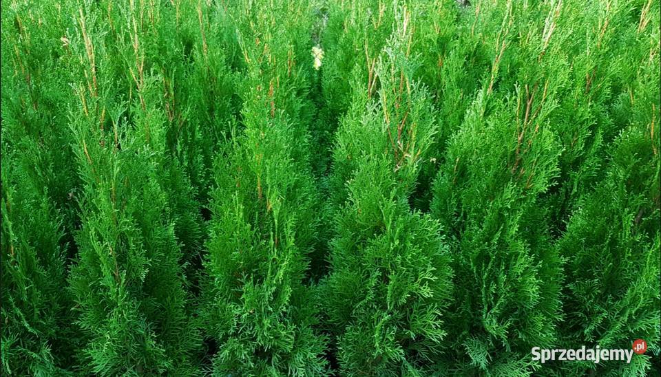 Tuja Szmaragd 120 TRANSPORT SADZENIE Ukorzenione mazowieckie Ożarów Mazowiecki