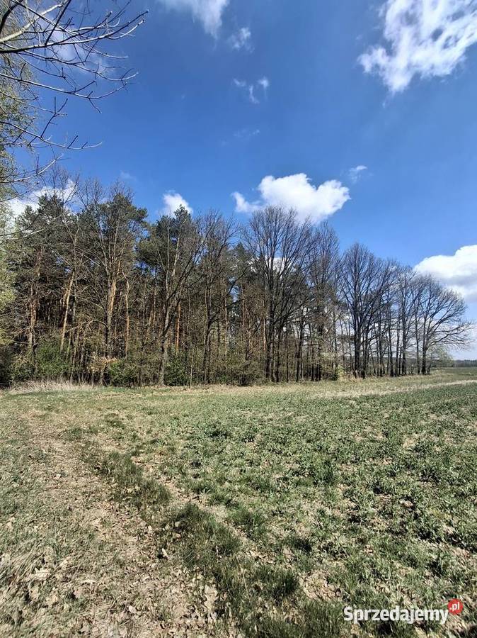Sprzedam Młodziejów sprzedam