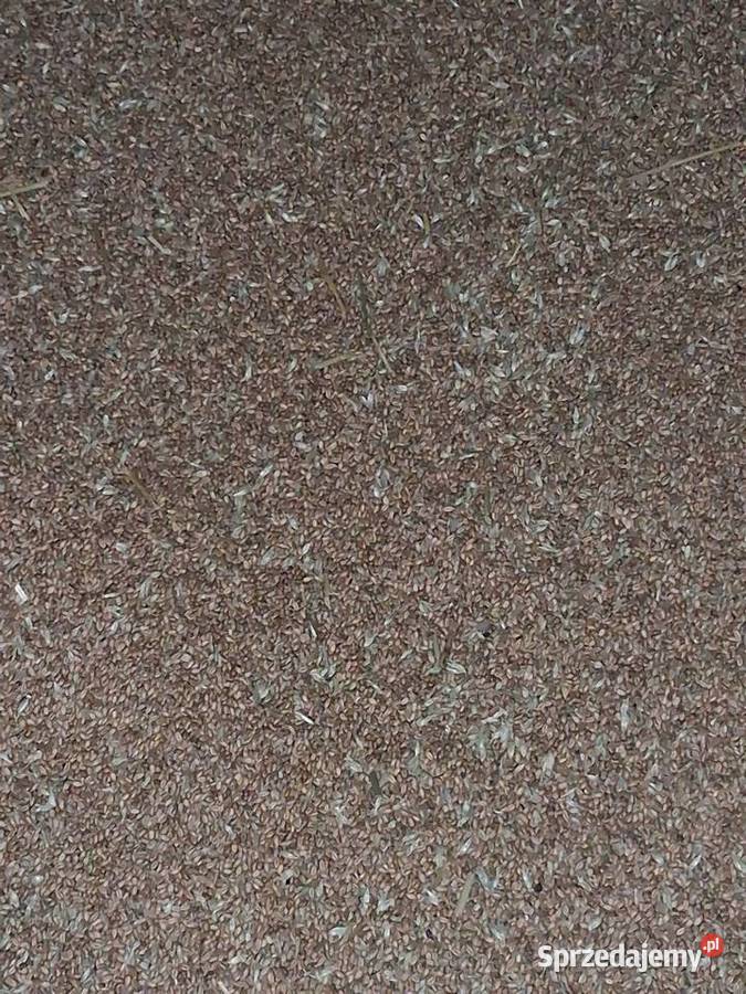 Sprzedam pszenice kilimanjaro do siewu Krzeszówka sprzedam