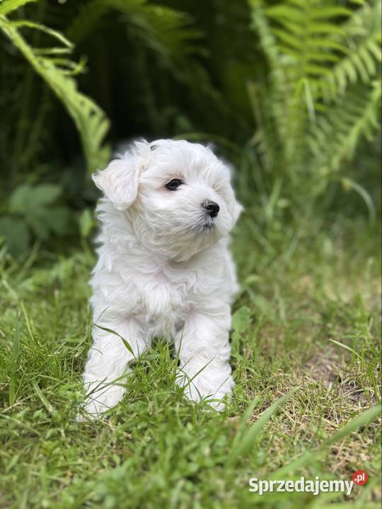 Cudowny Maltańczyk piesek z rodowodem łódzkie Łódź