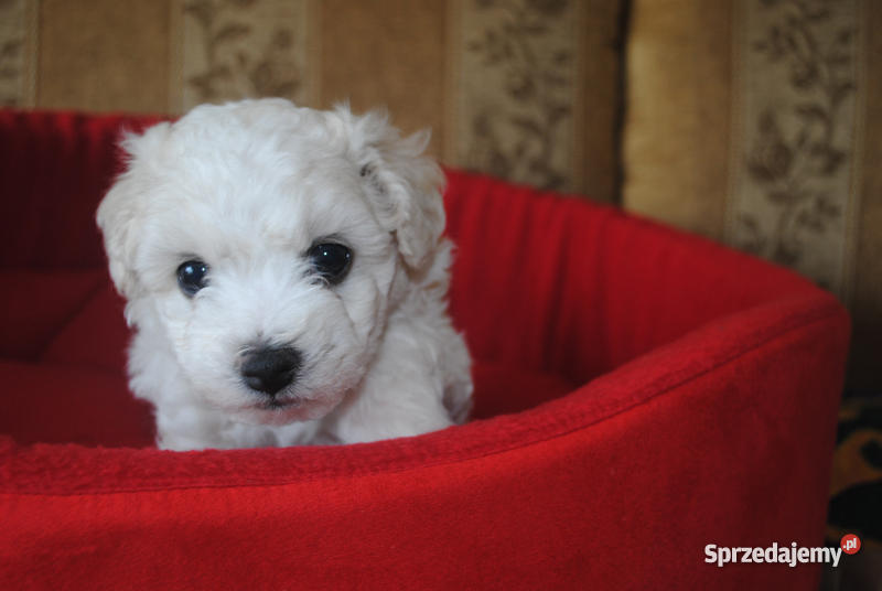 Bichon Frise Maltańczyk z rodowodem Łomianki