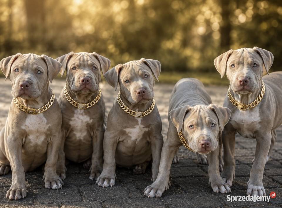 Geisha American pit bull Terrier Opole sprzedam