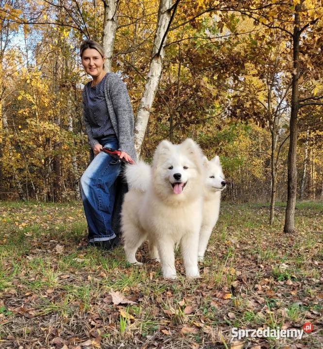 Samojed piesek 5mcy Championie Polski mazowieckie Halinów
