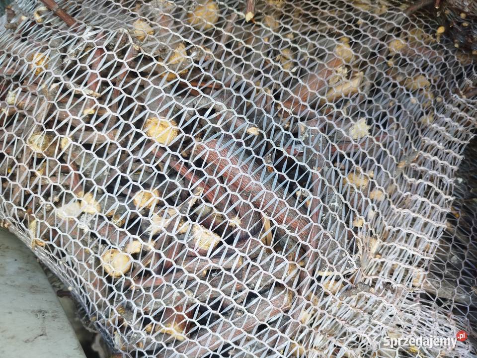 Zrębki z rębaka walcowego gruba do palenia na sprzedam