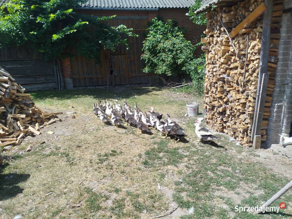 Kaczuszki młode około 100 lubelskie Kolembrody