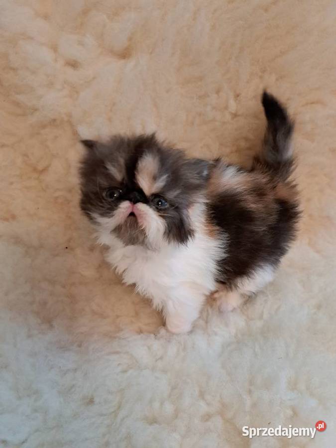 Śliczne kocięta perskie Zamość