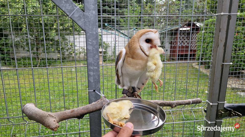 Sowa sowy płomykówki Tyto alba młode Wrocław sprzedam