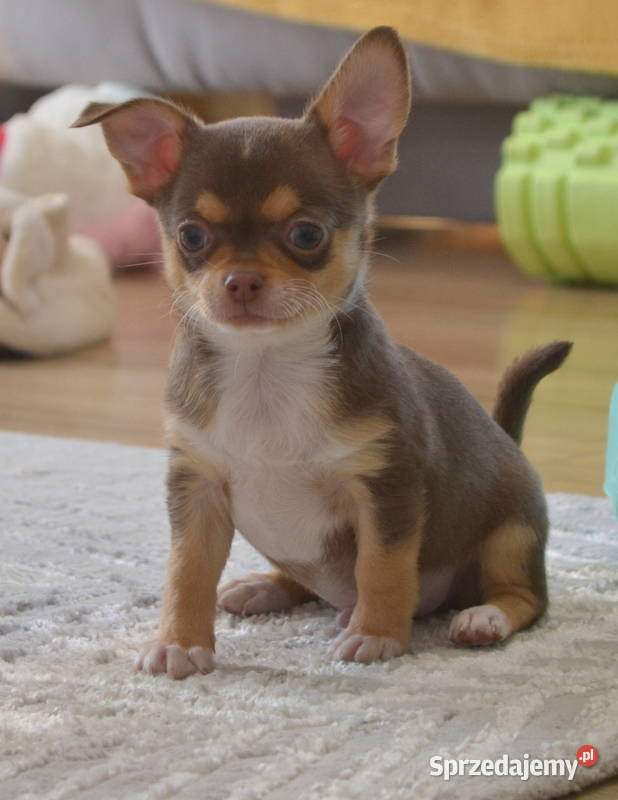 CHIHUAHUA ŚLICZNE SUNIA PIESEK Warszawa sprzedam