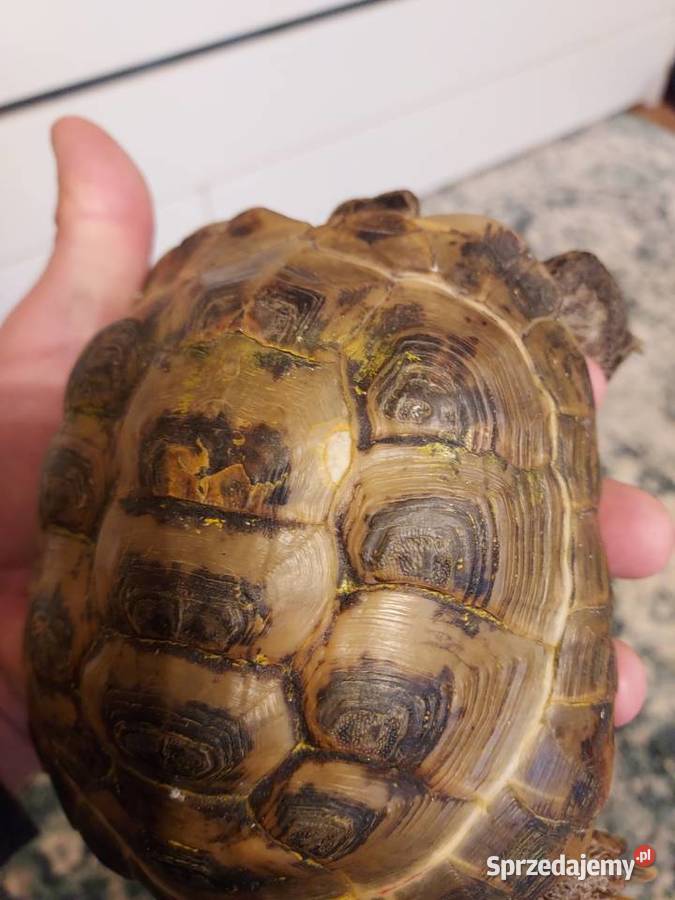 Basen plus zolw Warszawa sprzedam