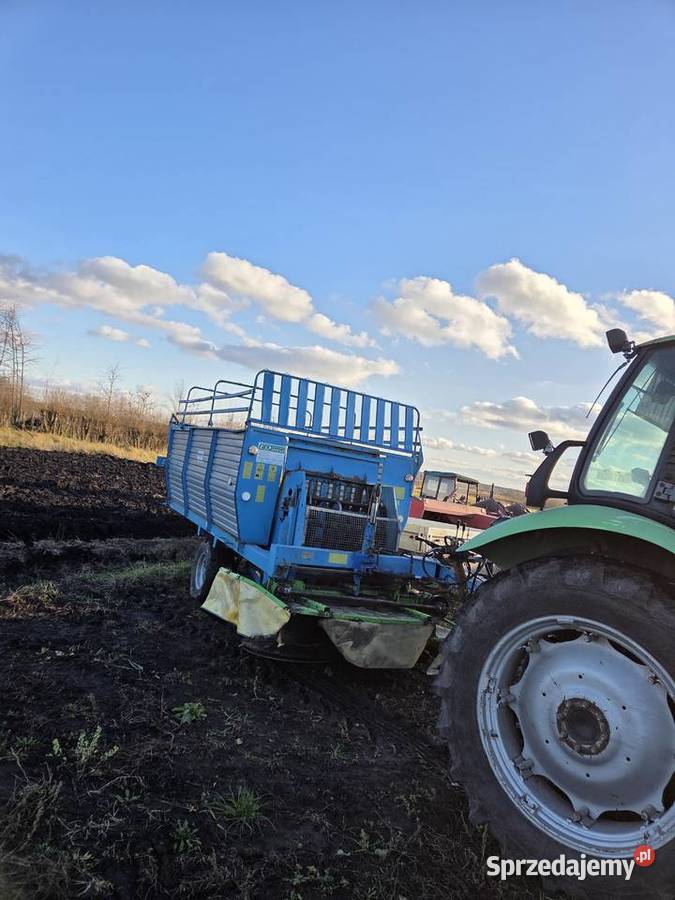 Scinacz zielonek Machnów Stary