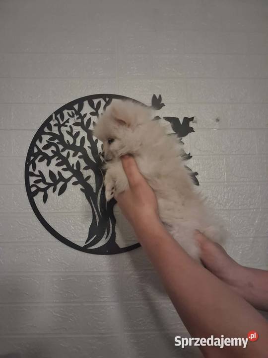 szpic mały suczka Zwierzęta Skalbmierz