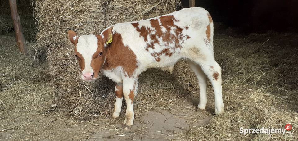 Byczek mięsny Simental cielę Stary Solec