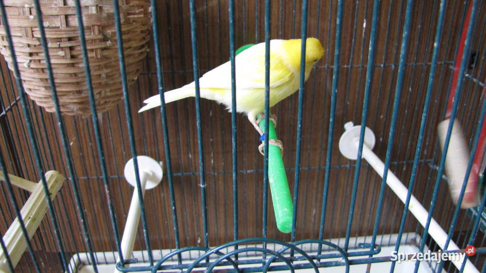 Kanarki na śpiewie Toruń