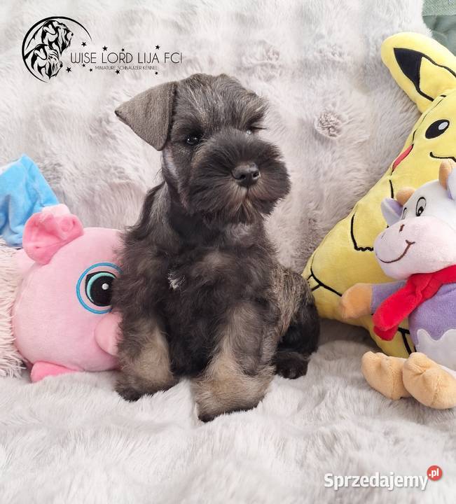 Sznaucer miniaturowy pieprz I sól rodowód FCI/ZKwP