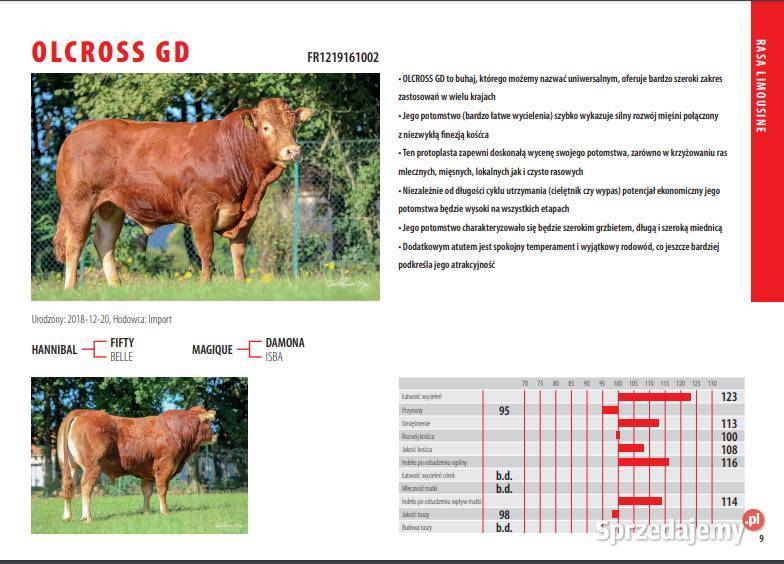 SPRZEDAM byki rasy Limousine Ustrzesz sprzedam