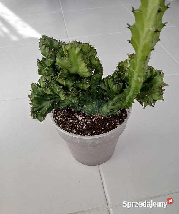 Euphorbia lactea cristata green kolekcjonerski Częstochowa