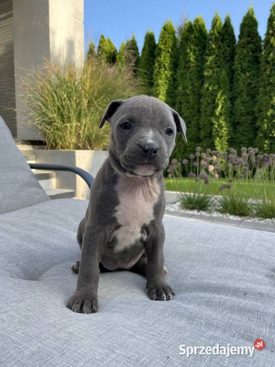 Amstaff piesek American Staffordshire Terrier Amstaff Wolsztyn