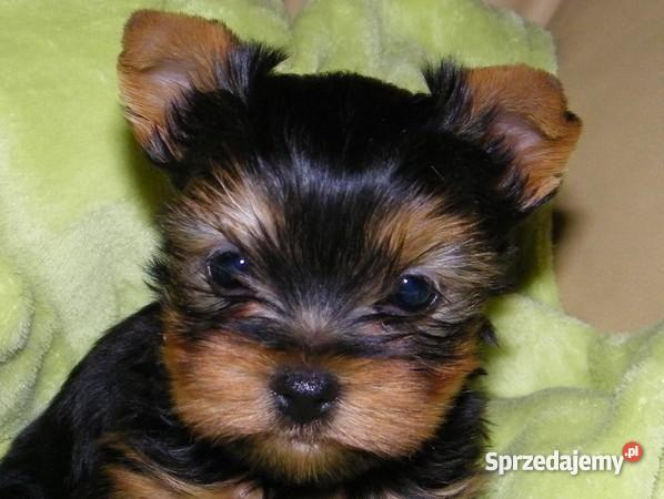 york Wodzisław Śląski