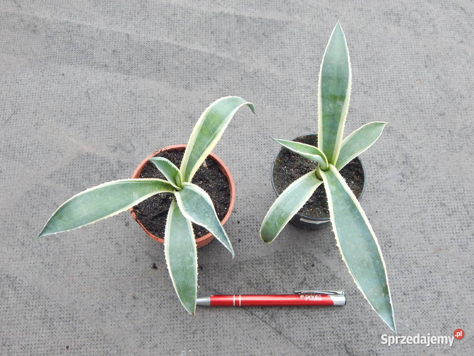 Kolorowa agawa agave americana variegata NOVA Kraków