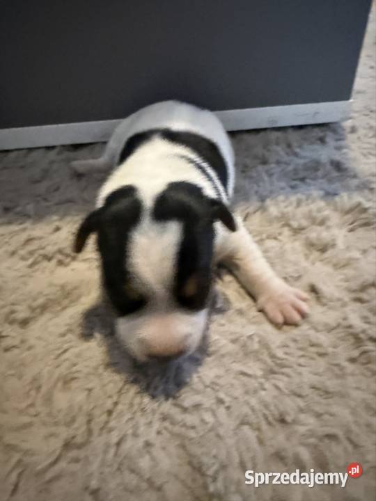 Jack Russell terrier szczeniak suczka Dębie