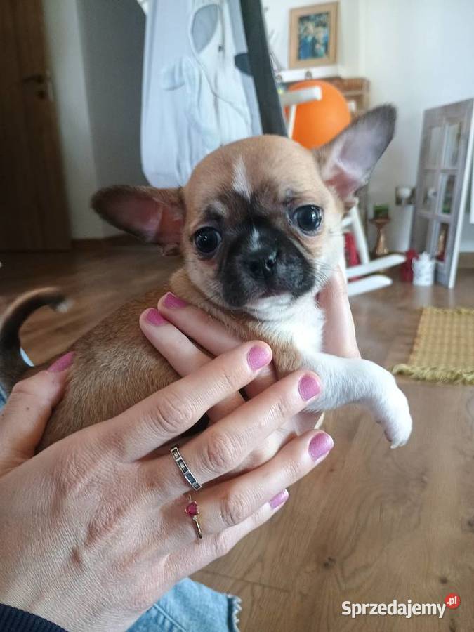 Chihuahua malutki xxs Chihuahua łódzkie Radomsko sprzedam