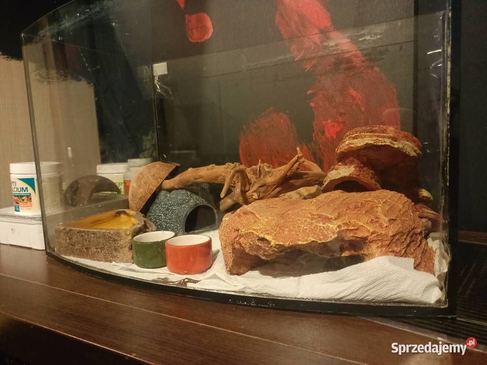 Jaszczurki duży zestaw Niedźwiedź