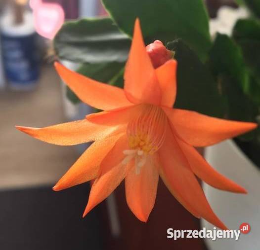 Kaktus wielkanocny Rhipsalidopsis 3 kolory mazowieckie