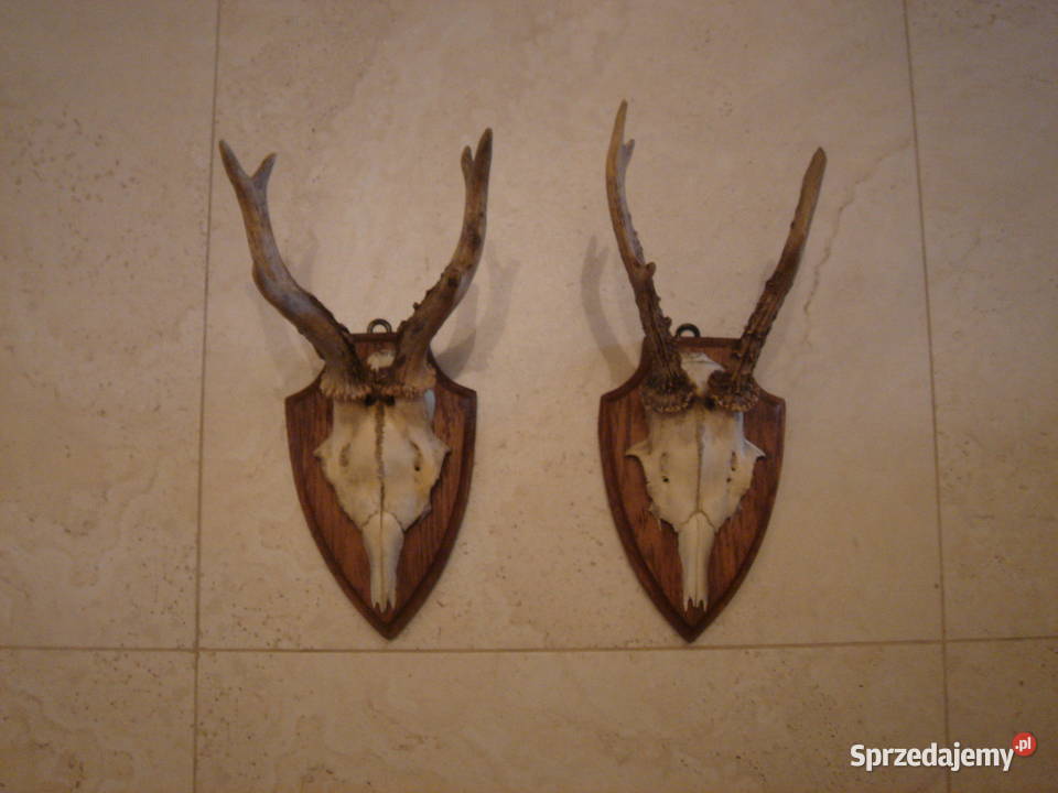 Poroże Parostki Rogi stare komplet dekoracja Łódź