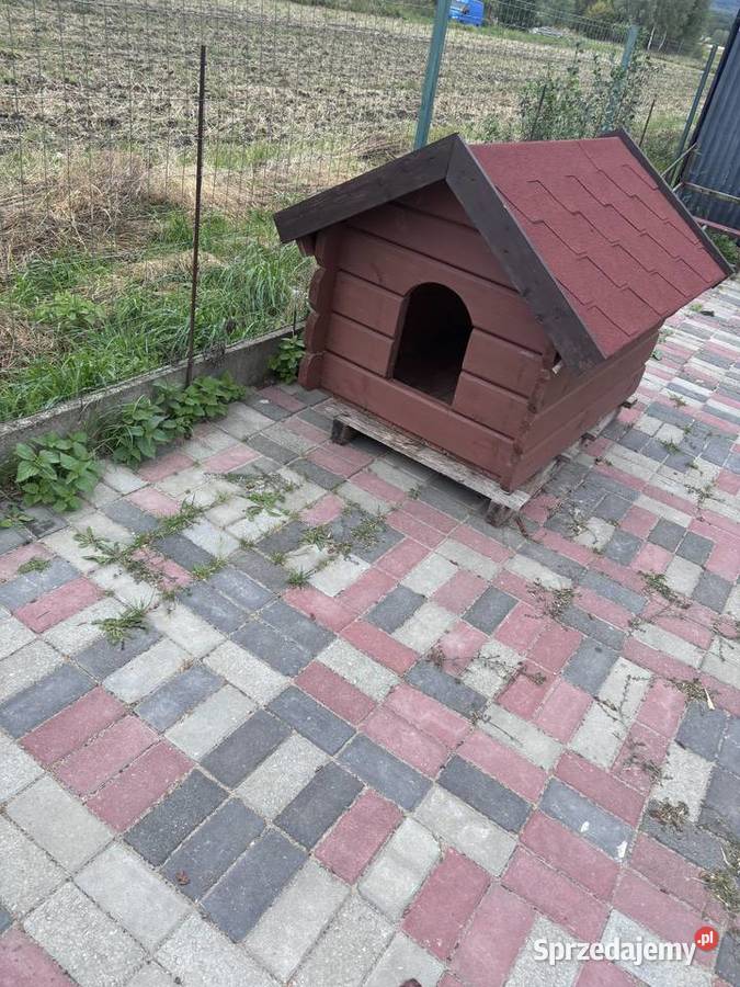 Buda psa Święta Katarzyna