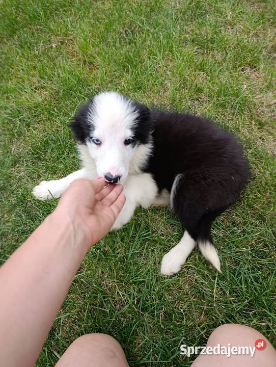 Border Collie SuczkaBadania genetyczne rodziców Pozostałe