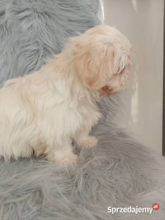 Unikatowa suczka rasy ShihTzu Shih Tzu Namysłów