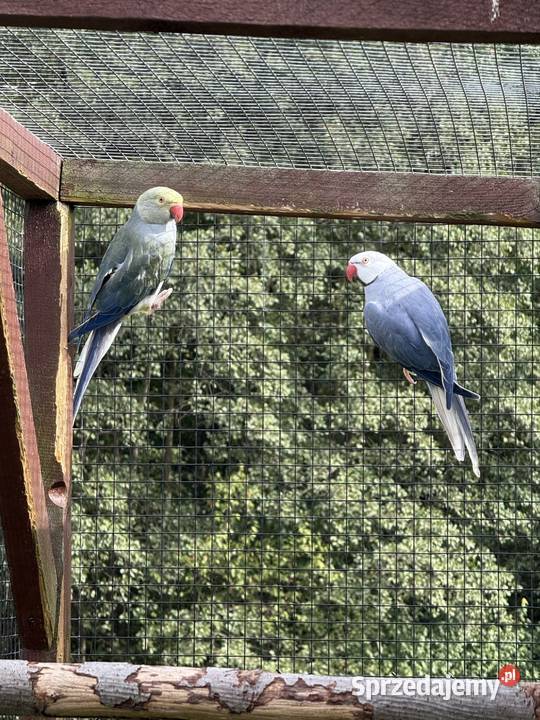 Aleksandretty obrożne głowa ogon