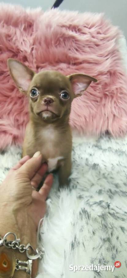 Gotowy Do Odbioru Piękny Chłopczyk Chihuahua Ciszkowo sprzedam