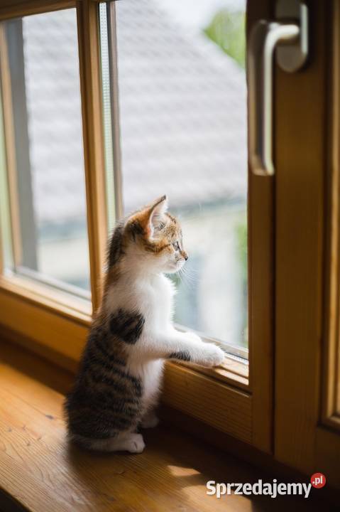 mycie okien Wrocław sprzątanie mieszkań cennik Usługi