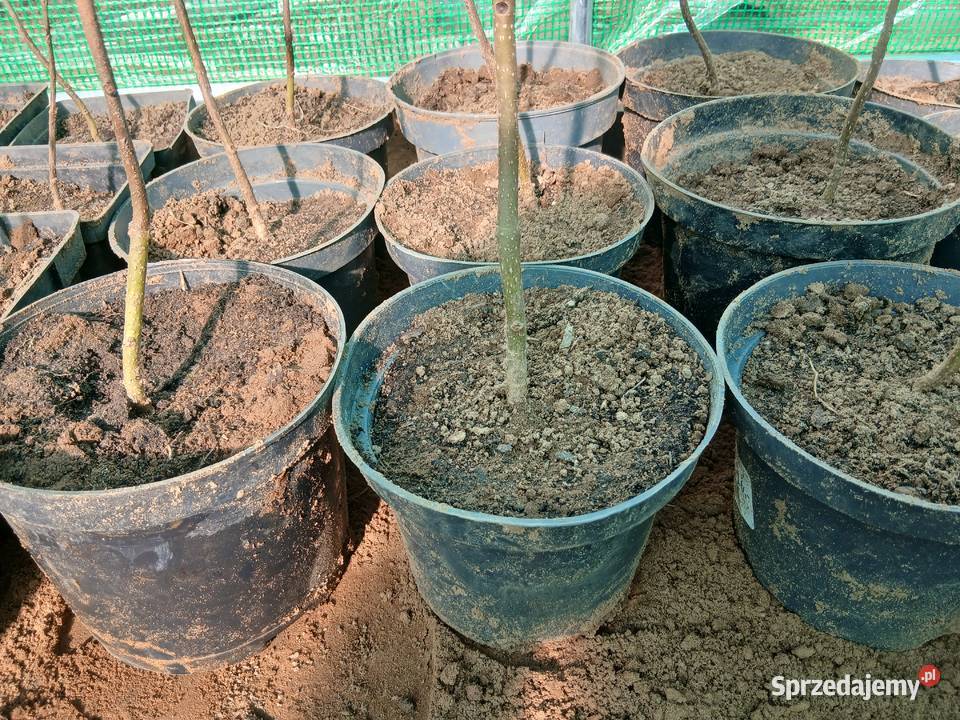 Drzewa tlenowe paulownia sadzonki Pozostałe Sochaczew