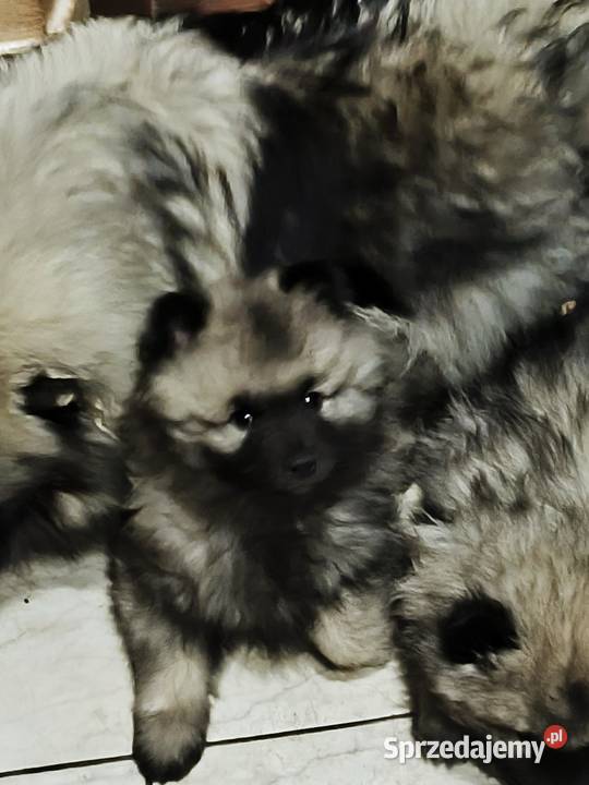 Szpic wilczy szczeniaki suczki i psy Pozostałe Brzeziny