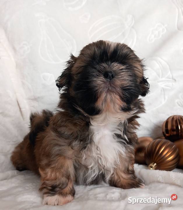 ShihTzu chłopiec odbiór w grudniu Strzelce Opolskie