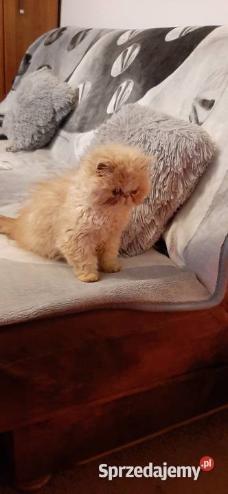 Kocurek Perski kujawsko-pomorskie Bydgoszcz