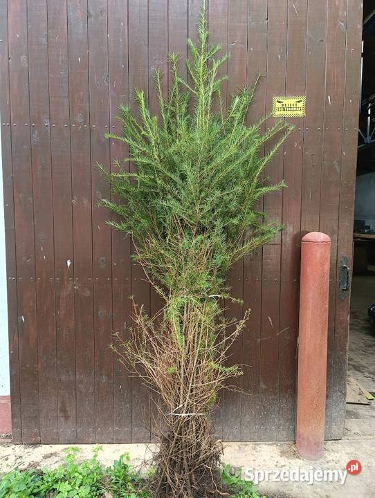 Sadzonki modrzew europejski 150 200 Szczecinek