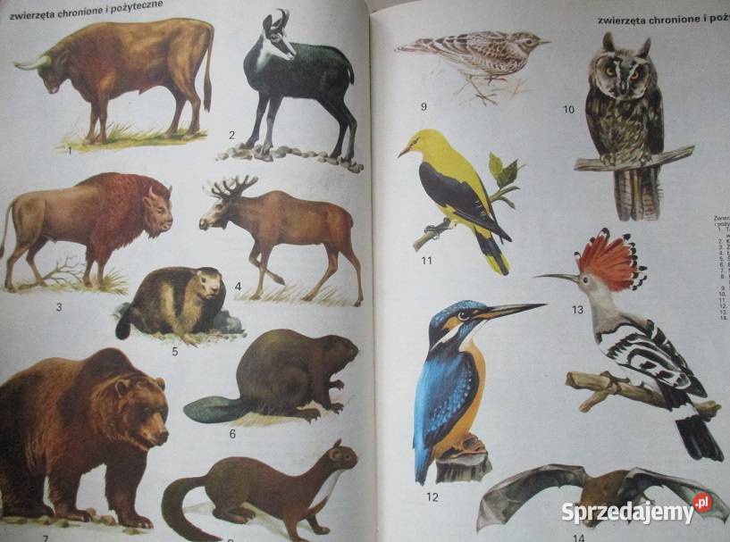 Polska moja Ojczyzna Encyklopedia dzieci 1979 Książki i Podręczniki