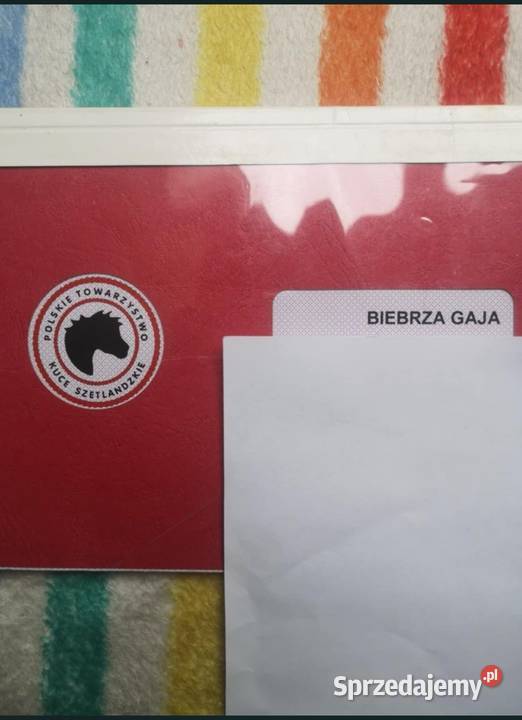 Klacz kuc szetlandzką z rodowodem Suchowola