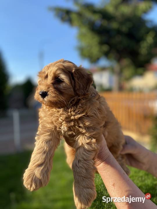 Piękny piesek Maltipoo Warszawa
