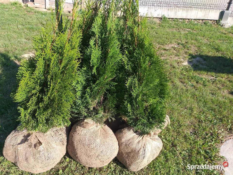 Tuja Thuja Smaragd Szmaragd