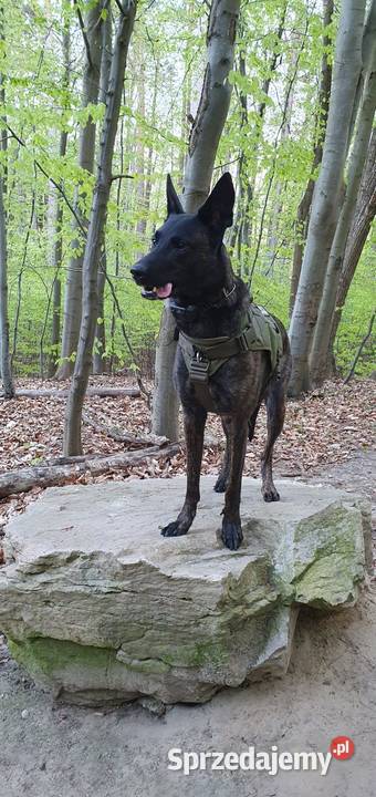 Owczarek Holenderski FCI szczeniaki Owczarek pomorskie Rumia