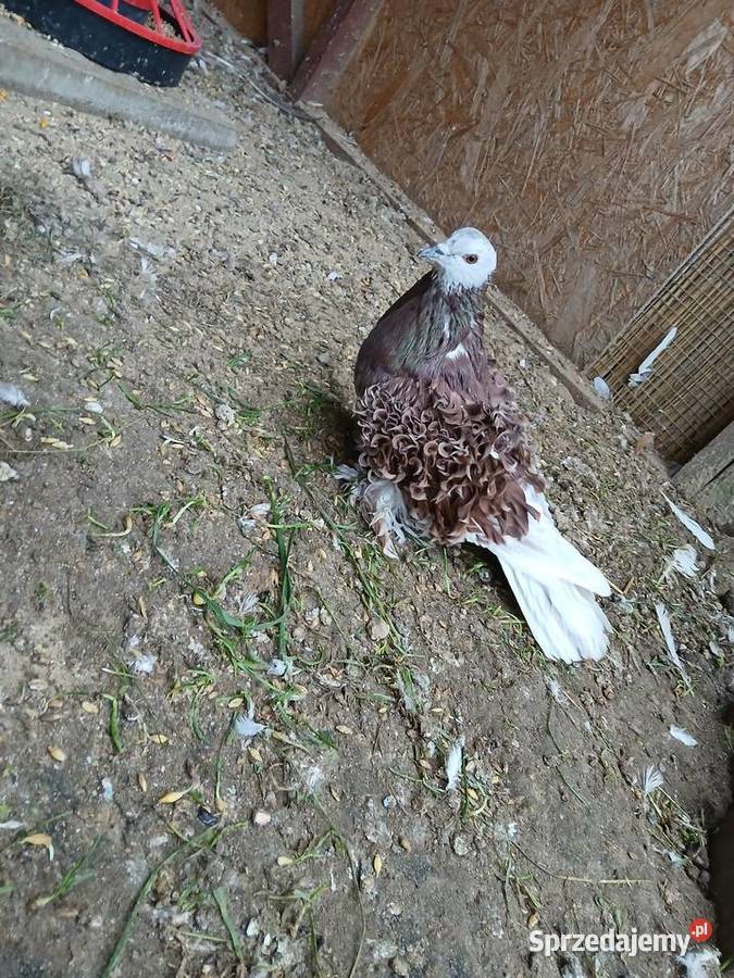 Gołębie ozdobne loczki Prabuty