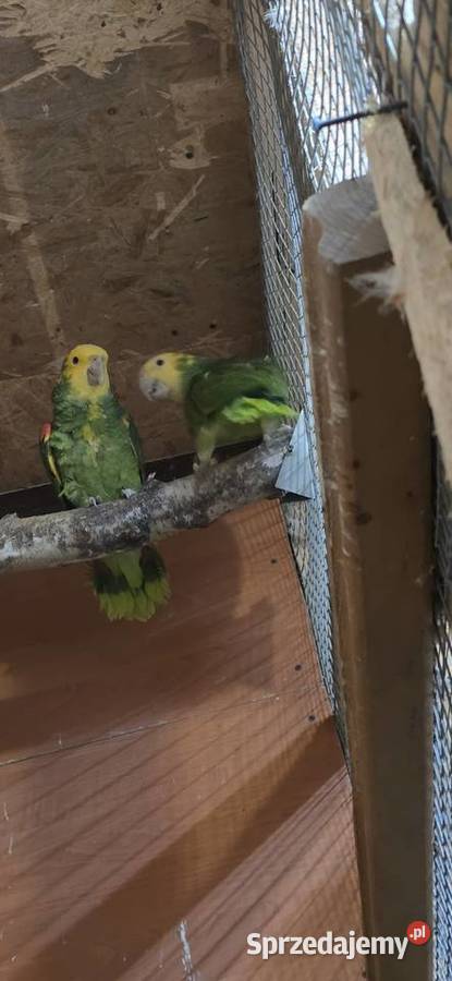 Sprzedam Amazonki Oratriksy Zakopane sprzedam