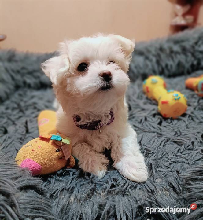 Maltańczykśliczna malutka sunia Warszawa