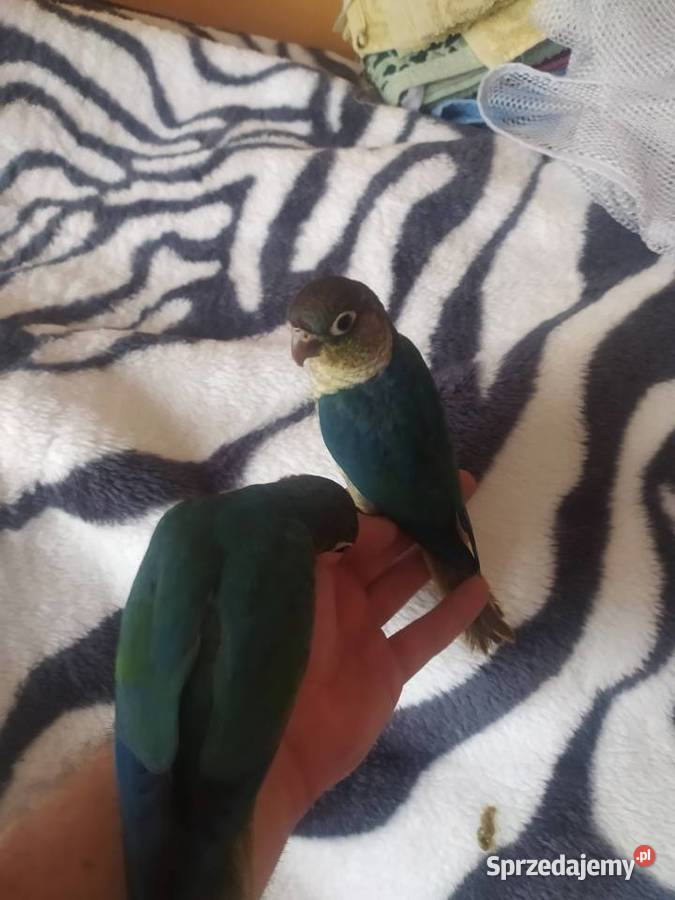 Papugi rudosterki ręcznie karmione Tychy