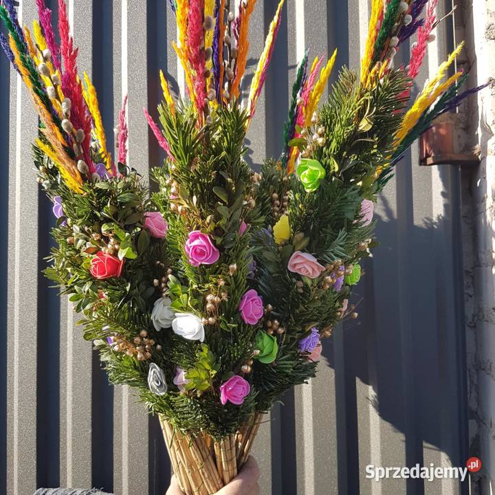 palmy żywe palmy Wielkanocne HURT min 20 Mrozy